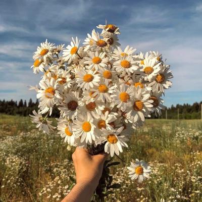 Ивана Купала в Ясенево